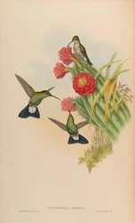 Hypuroptila buffonii = Chalybura buffonii